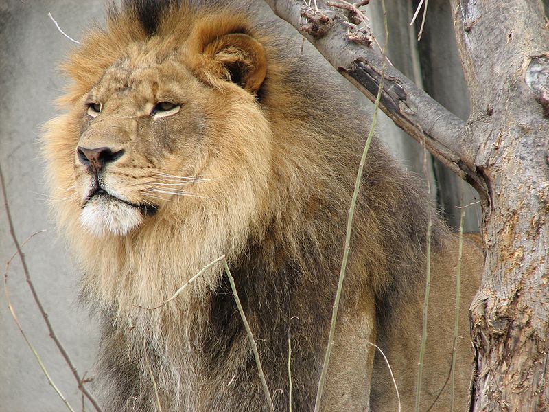داستان کوتاه شیر بی رحم